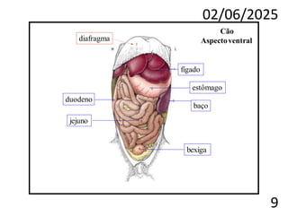 02/06/2025
9
diafragma
fígado
estômago
baço
duodeno
jejuno
bexiga
Cão
Aspectoventral
 