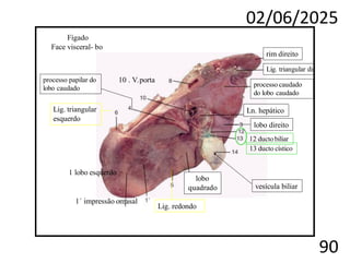 02/06/2025
90
Fígado
Face visceral- bo
1 lobo esquerdo
1´ impressão omasal
lobo
quadrado
lobo direito
processo caudado
do lobo caudado
Lig. redondo
Lig. triangular
esquerdo
Lig. triangular dire
rim direito
10 . V.porta
Ln. hepático
12 ductobiliar
13 ducto cístico
vesícula biliar
processo papilar do
lobo caudado
 