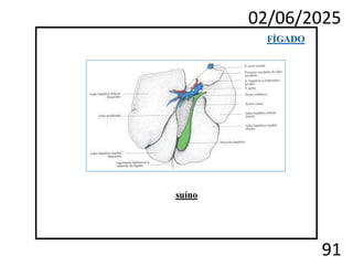 02/06/2025
91
FÍGADO
suíno
 