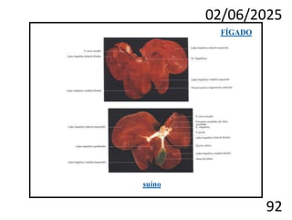 02/06/2025
92
FÍGADO
suíno
 