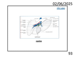02/06/2025
93
FÍGADO
equino
 