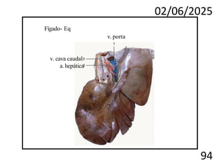 02/06/2025
94
Fígado- Eq
v. porta
v. cava caudal
a.hepática
 