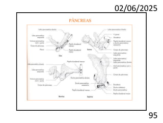 02/06/2025
95
PÂNCREAS
 
