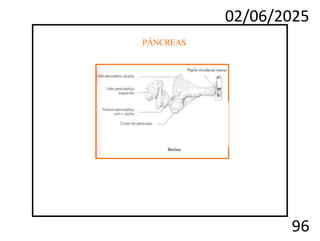 02/06/2025
96
PÂNCREAS
 