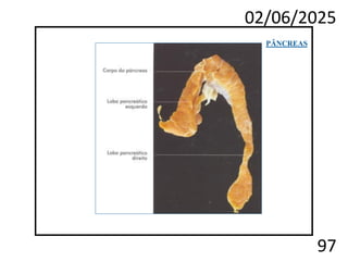 02/06/2025
97
PÂNCREAS
 