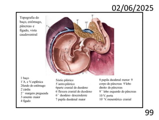 02/06/2025
99
Topografia do
baço, estômago,
pâncreas e
fígado, vista
caudoventral
1 baço
1´A. e V.esplênica
2fundo do estômago
2´cárdia
2´´ margem pregueada
3 omento maior
4 fígado
5óstio pilórico
5´antropilórico
6parte cranial do duodeno
6´flexura cranial do duodeno
6´´ duodeno descendente
7 papila duodenal maior
8 papila duodenal menor 9
corpo do pâncreas 9´lobo
direito do pâncreas
9´´ lobo esquerdo do pâncreas
10 V. porta
10´ V.mesentérica cranial
 