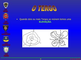O TERGO Quando dois ou mais Tergos se reúnem temos uma   ELEVAÇÃO. 