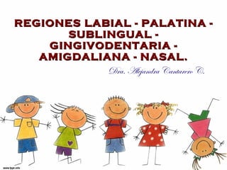 REGI ONES LABIAL - PALATINA - SUBLINGUAL - GINGIVODENTARIA - AMIGDALIANA - NASAL. Dra. Alejandra Cantarero C. 
