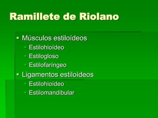Ramillete de Riolano

  Músculos estiloídeos
    Estilohioídeo
    Estilogloso
    Estilofaríngeo
  Ligamentos estiloídeos
    Estilohioídeo
    Estilomandibular
 