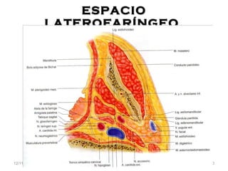 ESPACIO LATEROFAR ÍNGEO. 12/11/11 Dra. Alejandra Cantarero C. 