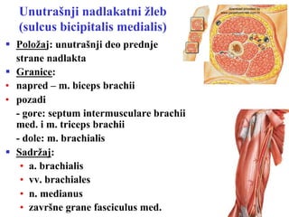 Topografija ruke | PPT