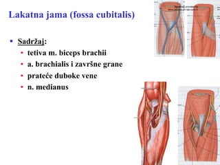 Lakatna jama (fossa cubitalis)
§  Sadržaj:
•  tetiva m. biceps brachii
•  a. brachialis i završne grane
•  prateće duboke vene
•  n. medianus
download provided by
www.perpetuum-lab.com.hr
 