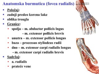 Anatomska burmutica (fovea radialis)
§  Položaj:
§  zadnji predeo korena šake
§  oblika trougla
§  Granice:
•  spolja – m. abductor pollicis lngus
- m. extensor pollicis brevis
•  unutra – m. extensor pollicis longus
•  baza – processus styliodeus radii
•  dno – m. extensor carpi radialis longus
- m. extensor carpi radialis brevis
§  Sadržaj:
•  a. radialis
•  prateće vene
download provided by
www.perpetuum-lab.com.hr
 