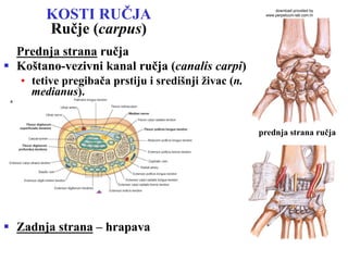 KOSTI RUČJA
Ručje (carpus)
Prednja strana ručja
§  Koštano-vezivni kanal ručja (canalis carpi)
•  tetive pregibača prstiju i središnji živac (n.
medianus).
§  Zadnja strana – hrapava
prednja strana ručja
download provided by
www.perpetuum-lab.com.hr
 