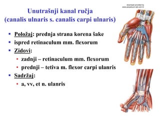 Unutrašnji kanal ručja
(canalis ulnaris s. canalis carpi ulnaris)
§  Položaj: prednja strana korena šake
§  ispred retinaculum mm. flexorum
§  Zidovi:
•  zadnji – retinaculum mm. flexorum
•  prednji – tetiva m. flexor carpi ulanris
§  Sadržaj:
•  a, vv, et n. ulanris
download provided by
www.perpetuum-lab.com.hr
 