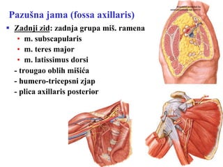 Pazušna jama (fossa axillaris)
§  Zadnji zid: zadnja grupa miš. ramena
•  m. subscapularis
•  m. teres major
•  m. latissimus dorsi
- trougao oblih mišića
- humero-tricepsni zjap
- plica axillaris posterior
download provided by
www.perpetuum-lab.com.hr
 