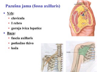 Pazušna jama (fossa axillaris)
§  Vrh:
•  clavicula
•  I rebro
•  gornja ivica lopatice
§  Baza:
•  fascia axillaris
•  potkožno tkivo
•  koža
download provided by
www.perpetuum-lab.com.hr
 