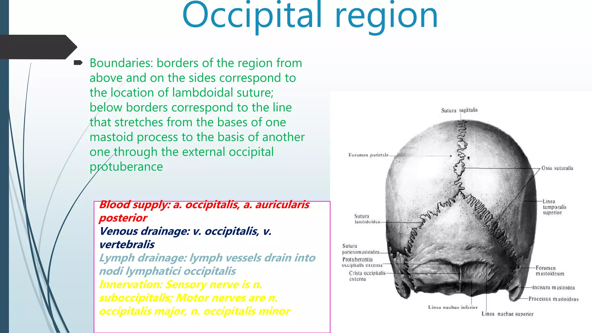 Occipital region
 Boundaries: borders of the region from
above and on the sides correspond to
the location of lambdoidal suture;
below borders correspond to the line
that stretches from the bases of one
mastoid process to the basis of another
one through the external occipital
protuberance
Blood supply: a. occipitalis, a. auricularis
posterior
Venous drainage: v. occipitalis, v.
vertebralis
Lymph drainage: lymph vessels drain into
nodi lymphatici occipitalis
Innervation: Sensory nerve is n.
suboccipitalis; Motor nerves are n.
occipitalis major, n. occipitalis minor
 
