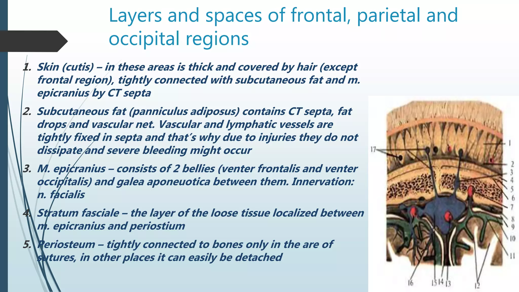 Layers and spaces of frontal, parietal and
occipital regions
1. Skin (cutis) – in these areas is thick and covered by hair (except
frontal region), tightly connected with subcutaneous fat and m.
epicranius by CT septa
2. Subcutaneous fat (panniculus adiposus) contains CT septa, fat
drops and vascular net. Vascular and lymphatic vessels are
tightly fixed in septa and that’s why due to injuries they do not
dissipate and severe bleeding might occur
3. M. epicranius – consists of 2 bellies (venter frontalis and venter
occipitalis) and galea aponeuotica between them. Innervation:
n. facialis
4. Stratum fasciale – the layer of the loose tissue localized between
m. epicranius and periostium
5. Periosteum – tightly connected to bones only in the are of
sutures, in other places it can easily be detached
 