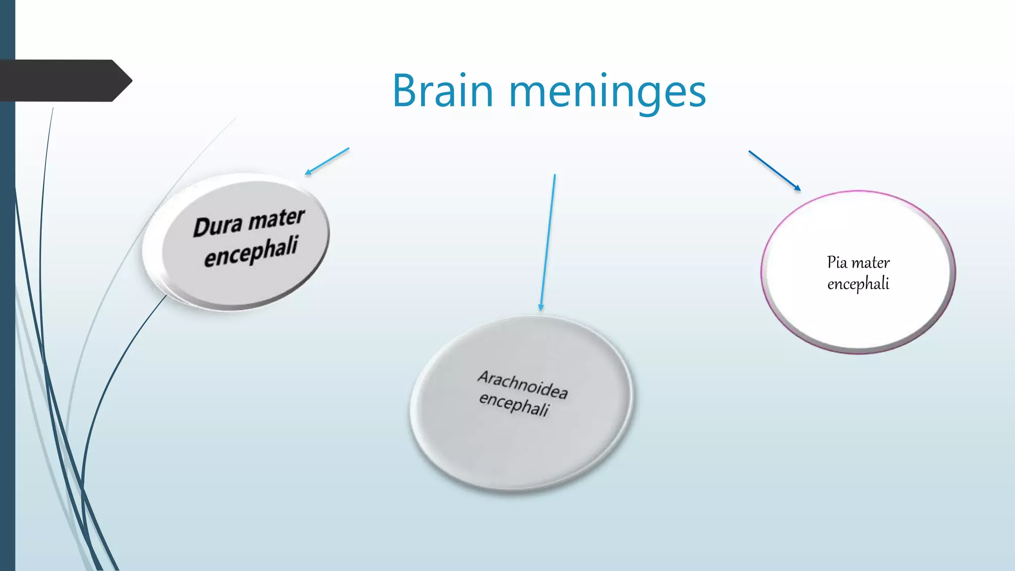 Brain meninges
Pia mater
encephali
 