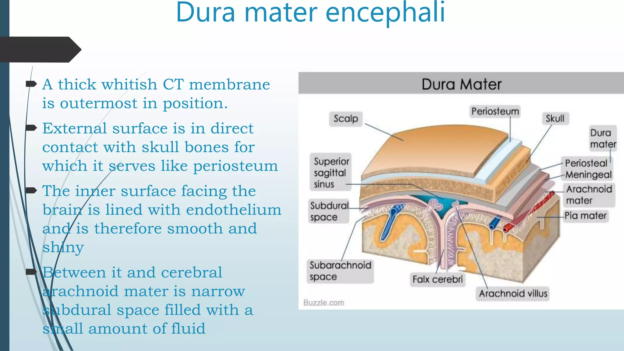 Dura mater encephali
 A thick whitish CT membrane
is outermost in position.
 External surface is in direct
contact with skull bones for
which it serves like periosteum
 The inner surface facing the
brain is lined with endothelium
and is therefore smooth and
shiny
 Between it and cerebral
arachnoid mater is narrow
subdural space filled with a
small amount of fluid
 