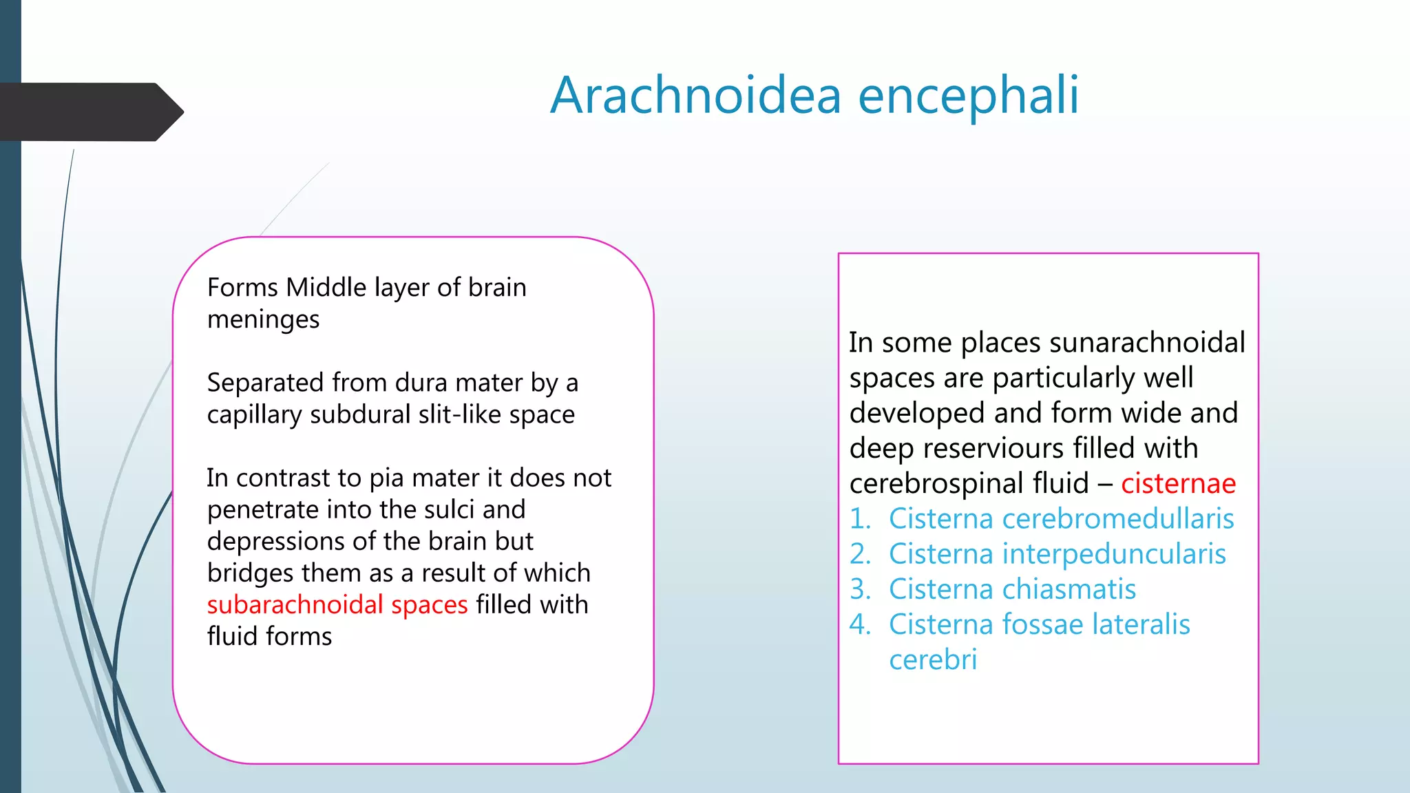 Arachnoidea encephali
Forms Middle layer of brain
meninges
Separated from dura mater by a
capillary subdural slit-like space
In contrast to pia mater it does not
penetrate into the sulci and
depressions of the brain but
bridges them as a result of which
subarachnoidal spaces filled with
fluid forms
In some places sunarachnoidal
spaces are particularly well
developed and form wide and
deep reserviours filled with
cerebrospinal fluid – cisternae
1. Cisterna cerebromedullaris
2. Cisterna interpeduncularis
3. Cisterna chiasmatis
4. Cisterna fossae lateralis
cerebri
 
