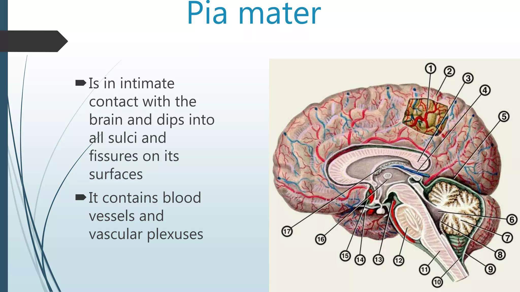 Pia mater
Is in intimate
contact with the
brain and dips into
all sulci and
fissures on its
surfaces
It contains blood
vessels and
vascular plexuses
 