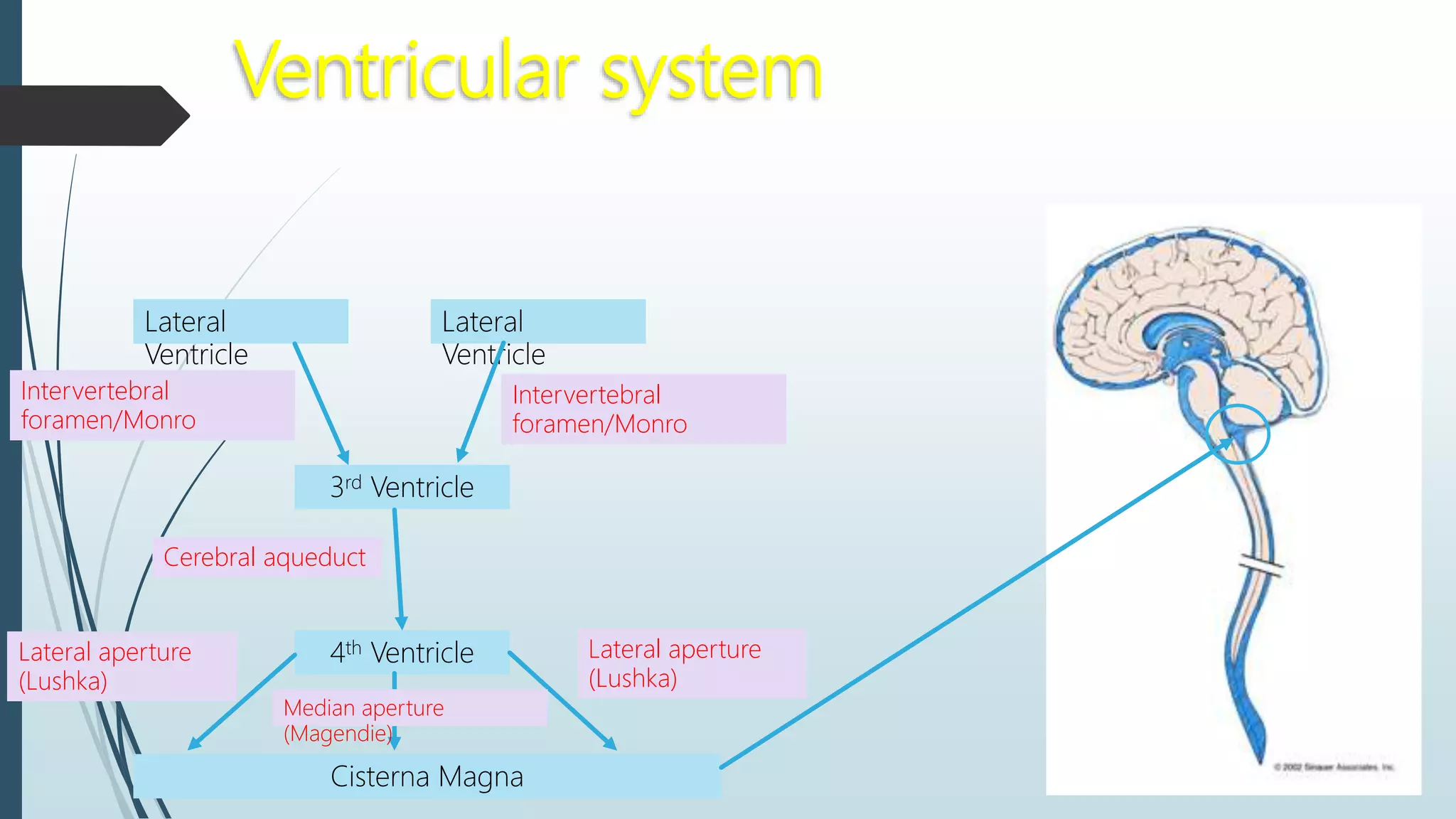 Ventricular system
Lateral
Ventricle
Lateral
Ventricle
3rd Ventricle
4th Ventricle
Cisterna Magna
Intervertebral
foramen/Monro
Cerebral aqueduct
Lateral aperture
(Lushka)
Median aperture
(Magendie)
Lateral aperture
(Lushka)
Intervertebral
foramen/Monro
 