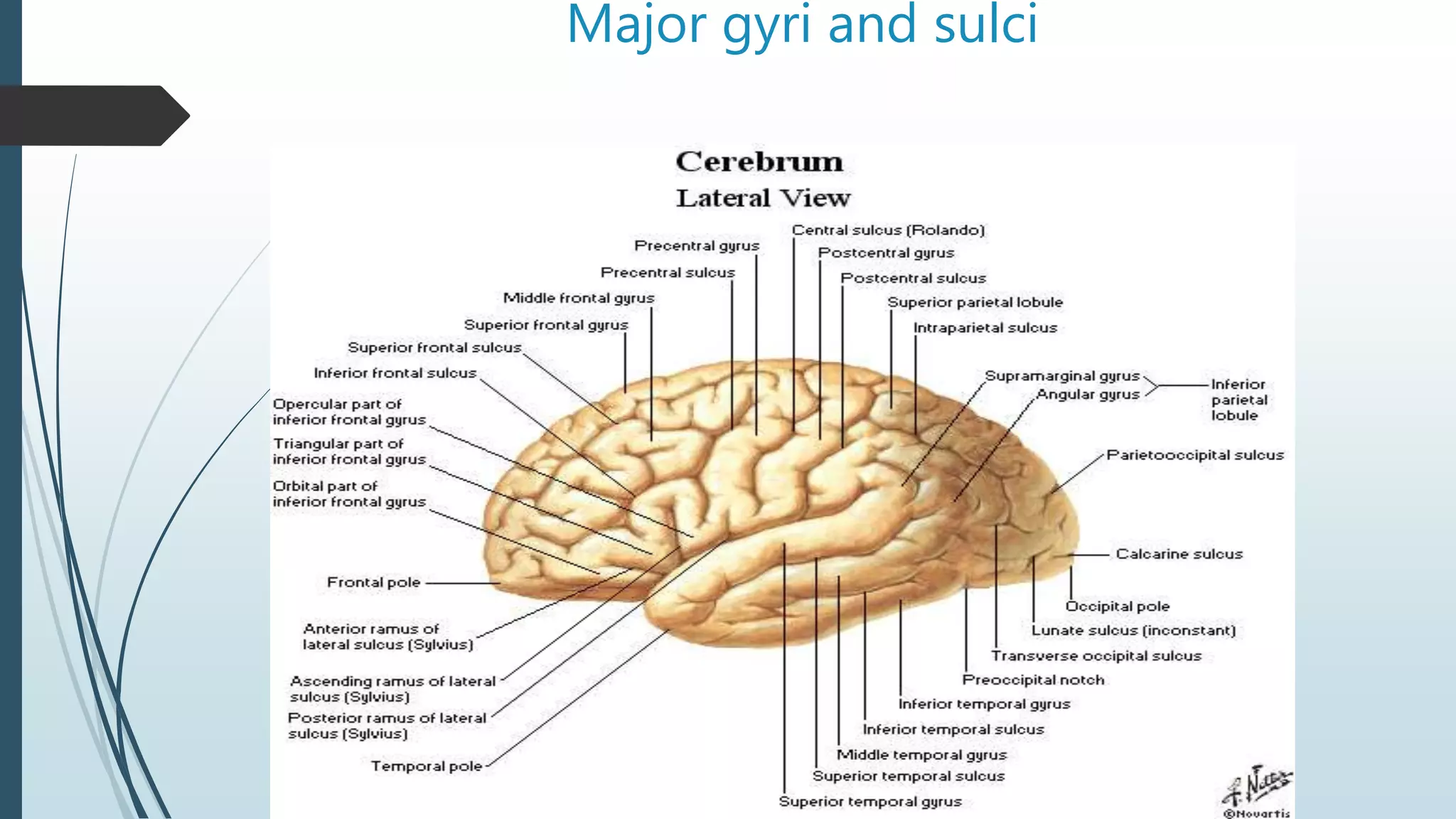 Major gyri and sulci
 