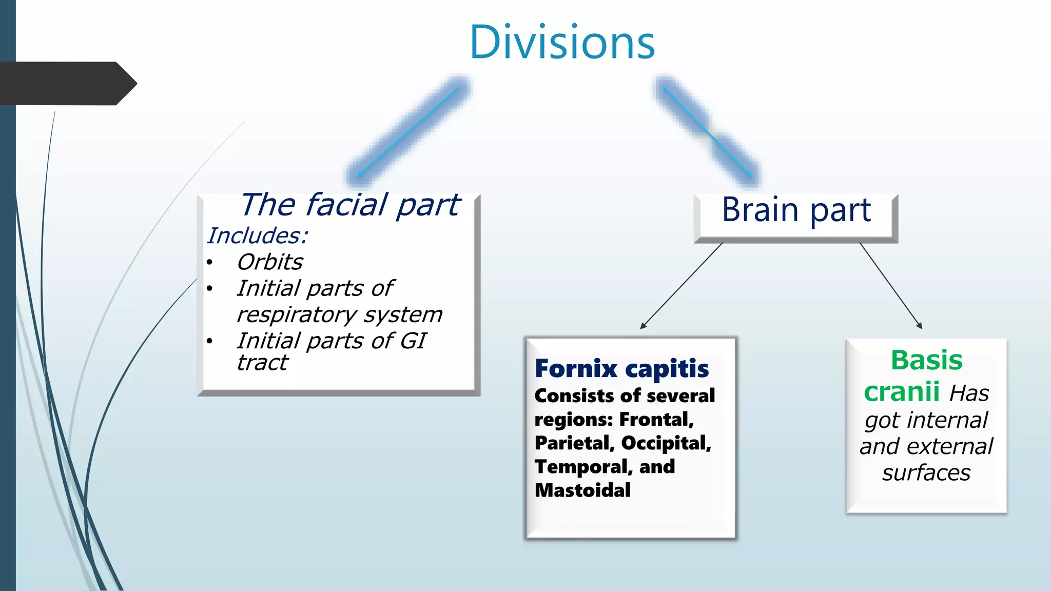 Divisions
The facial part
Includes:
• Orbits
• Initial parts of
respiratory system
• Initial parts of GI
tract
Brain part
Fornix capitis
Consists of several
regions: Frontal,
Parietal, Occipital,
Temporal, and
Mastoidal
Basis
cranii Has
got internal
and external
surfaces
 