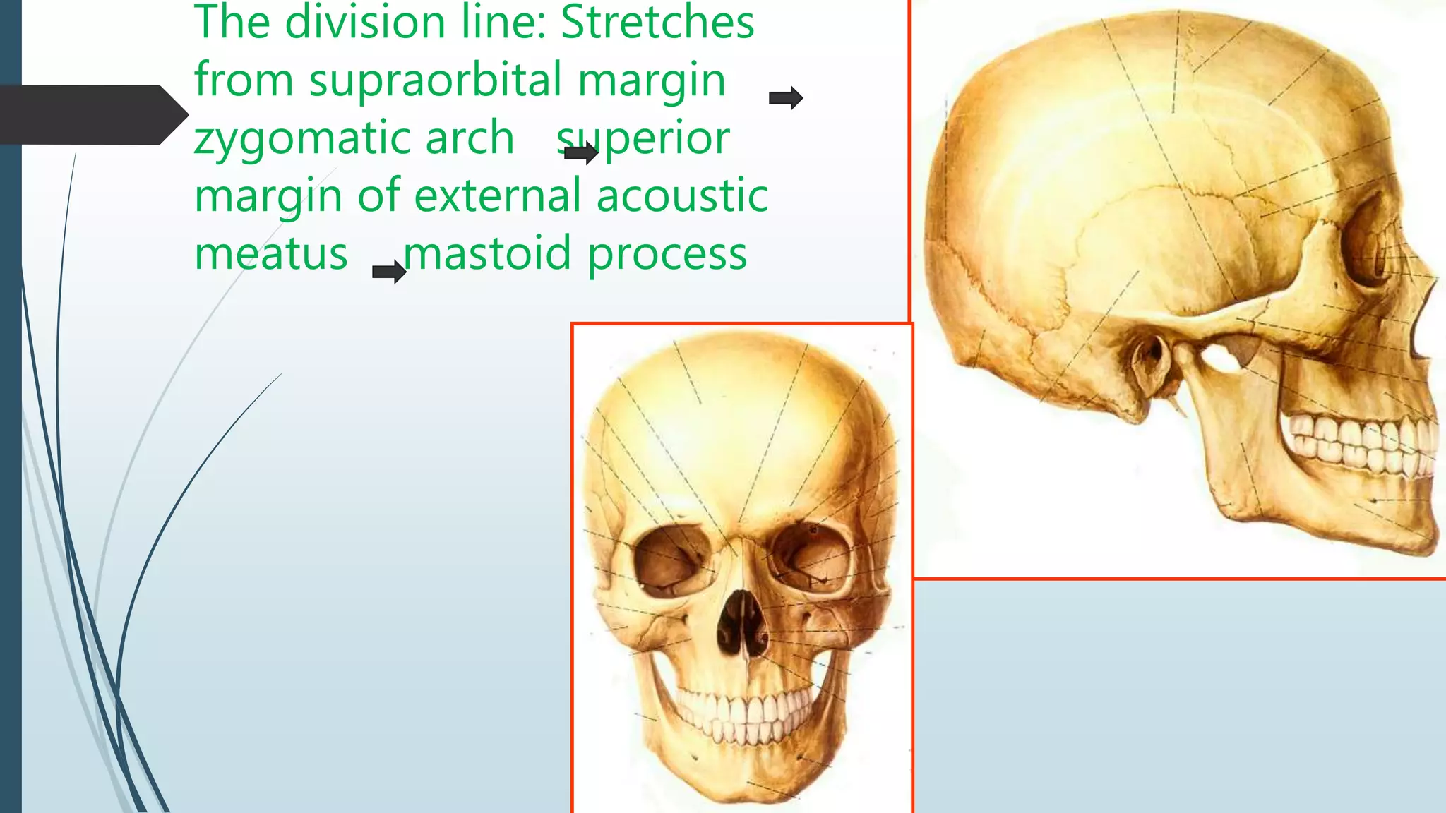 The division line: Stretches
from supraorbital margin
zygomatic arch superior
margin of external acoustic
meatus mastoid process
 