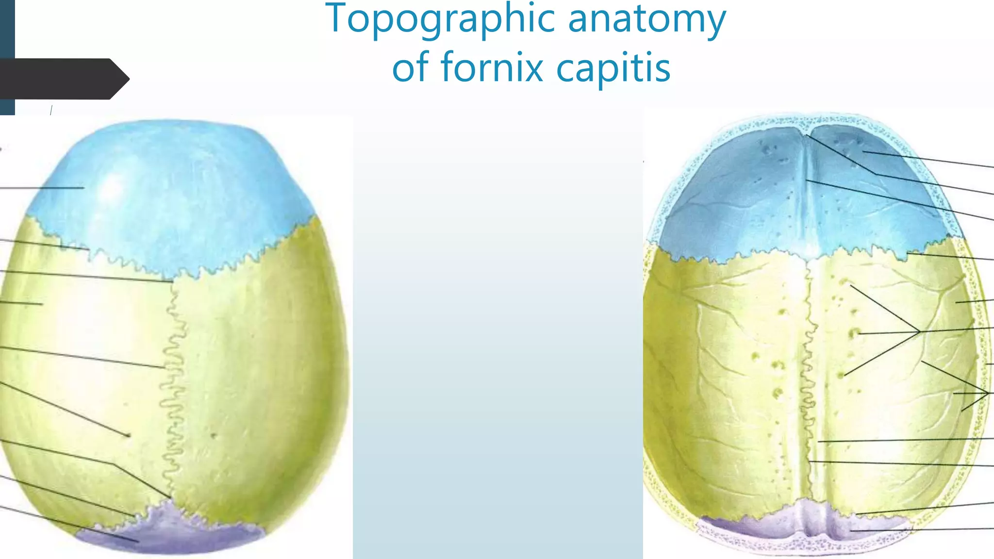 Topographic anatomy
of fornix capitis
 