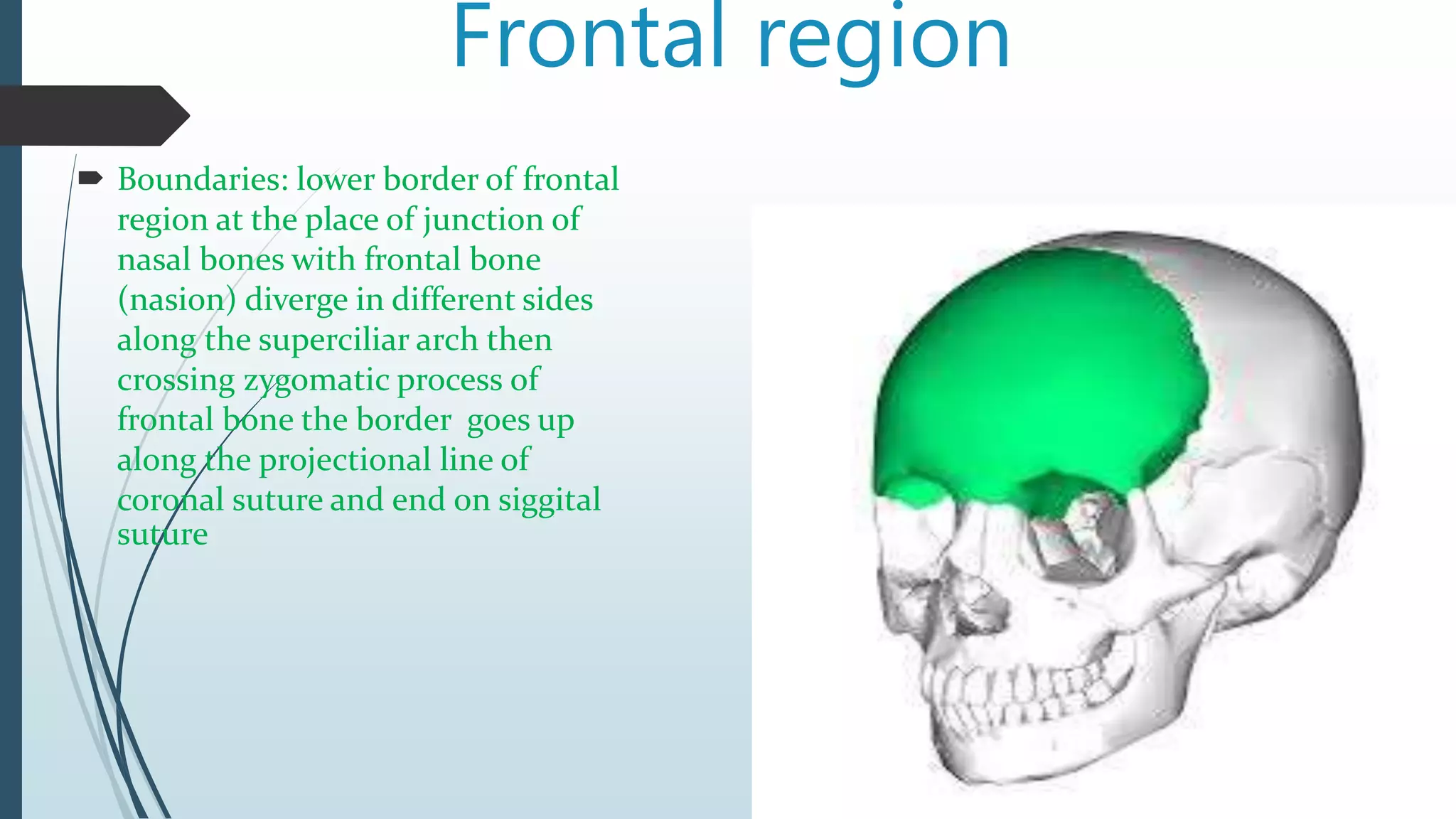 Frontal region
 Boundaries: lower border of frontal
region at the place of junction of
nasal bones with frontal bone
(nasion) diverge in different sides
along the superciliar arch then
crossing zygomatic process of
frontal bone the border goes up
along the projectional line of
coronal suture and end on siggital
suture
 