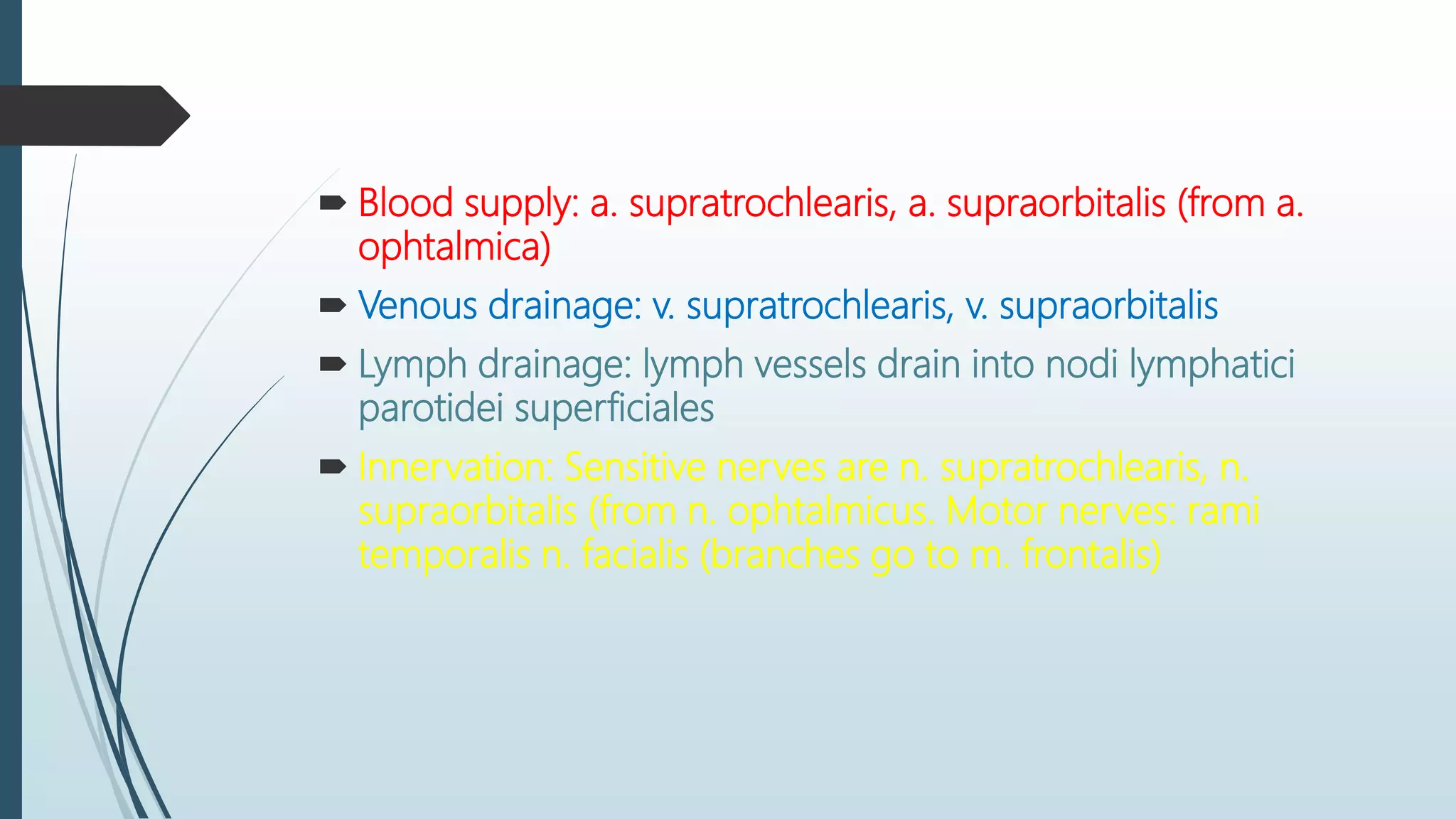  Blood supply: a. supratrochlearis, a. supraorbitalis (from a.
ophtalmica)
 Venous drainage: v. supratrochlearis, v. supraorbitalis
 Lymph drainage: lymph vessels drain into nodi lymphatici
parotidei superficiales
 Innervation: Sensitive nerves are n. supratrochlearis, n.
supraorbitalis (from n. ophtalmicus. Motor nerves: rami
temporalis n. facialis (branches go to m. frontalis)
 