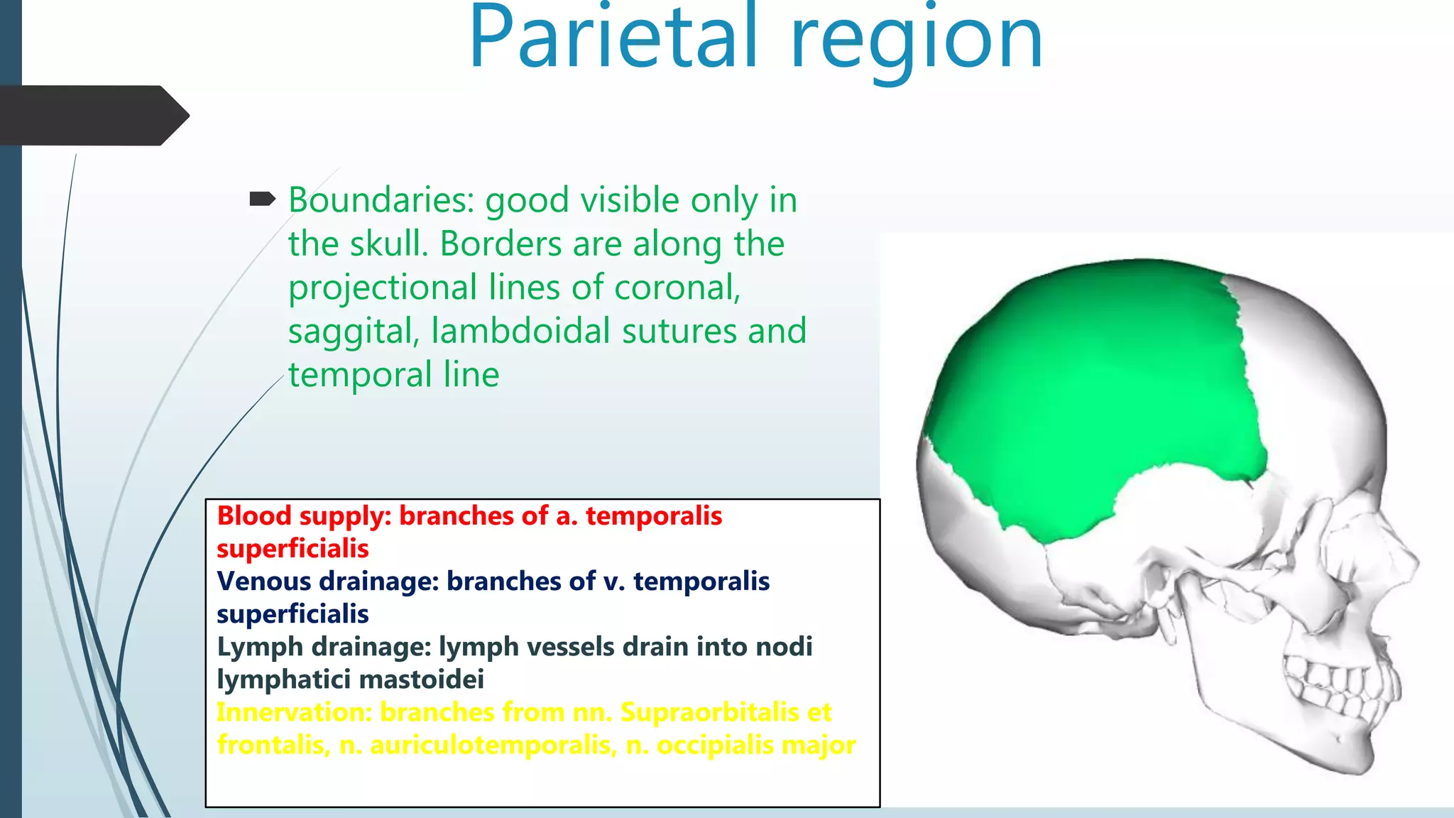 Parietal region
 Boundaries: good visible only in
the skull. Borders are along the
projectional lines of coronal,
saggital, lambdoidal sutures and
temporal line
Blood supply: branches of a. temporalis
superficialis
Venous drainage: branches of v. temporalis
superficialis
Lymph drainage: lymph vessels drain into nodi
lymphatici mastoidei
Innervation: branches from nn. Supraorbitalis et
frontalis, n. auriculotemporalis, n. occipialis major
 