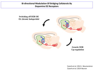 Topography and functional significance of the dopaminesgic dysfunction ...