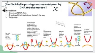 topoisomerasenew1.pptx