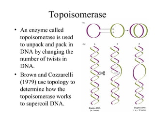 Topology of DNA and Quantum Computing.ppt