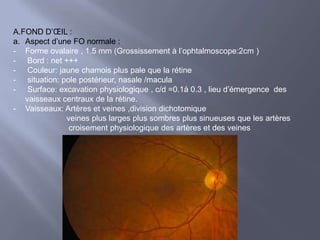 Papille optique en coupe histologique La vascularisation de la papille optique 