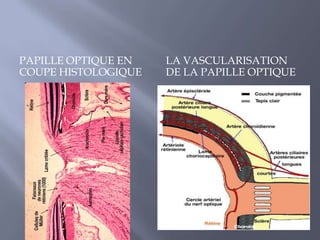 Lieu  de convergence de l’ensemble des fibres nerveuses=AXONES DES CELLULES GANGLIONNAIRES 