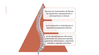 durante los movimientos de flexión
los ligamentos supraespinosos e
interespinooos se tensan
en la extensión es retenida por el
ligamento longitudinal anterior.
en las lateralizaciones del tronco
intervienen las estructura laterales
ligamento intertrasverso, ligamento
amarillo y cápsulas articulares
 