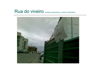 Rua do viveiro  (onde se encontra o viveiro camarário) 
