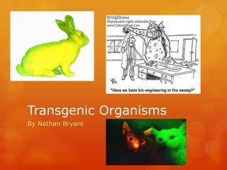 Transgenic Organisms
By Nathan Bryant
 