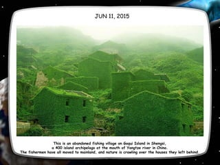JUN 11, 2015
This is an abandoned fishing village on Goqui Island in Shengsi,
a 400 island archipelago at the mouth of Yangtze river in China.
The fishermen have all moved to mainland, and nature is crawling over the houses they left behind.
 