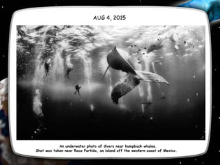 AUG 4, 2015
An underwater photo of divers near humpback whales.
Shot was taken near Roca Partida, an island off the western coast of Mexico.
 