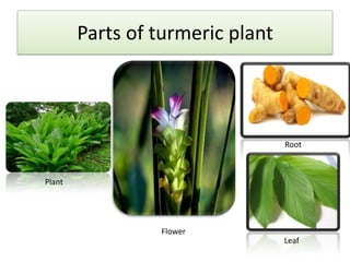 Parts of turmeric plant

Root

Plant

Flower
Leaf

 