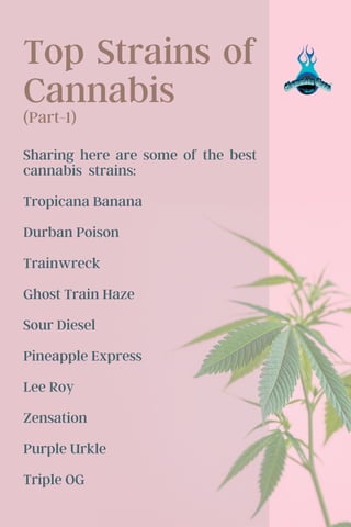 Top Strains of
Cannabis
(Part-1)
Sharing here are some of the best
cannabis strains:
Tropicana Banana
Durban Poison
Trainwreck
Ghost Train Haze
Sour Diesel
Pineapple Express
Lee Roy
Zensation
Purple Urkle
Triple OG
 
