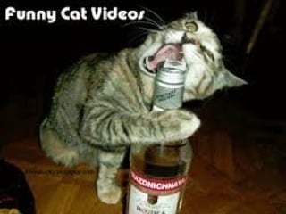 Top ten cat videos