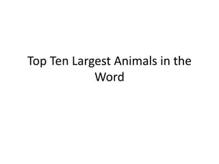 Top Ten Largest Animals in the
Word
 