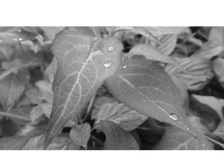 Top Fifteen Photographs